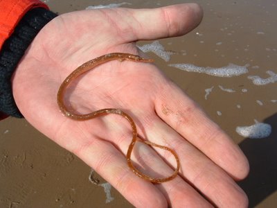 pipefish