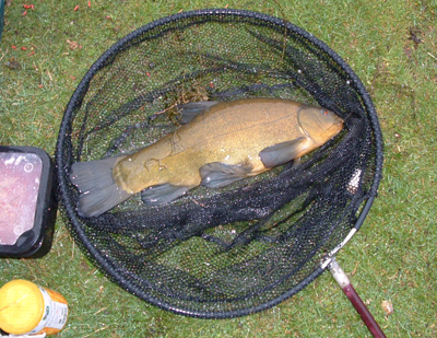 tench